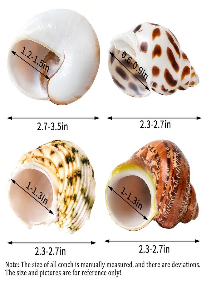 QICQDRAM 4 PCS Large Hermit Crab Shells 2~3.5Inch Natural Hermit Crab Shells 1~1.5Inch Opening, for Hermit Replacement Shells Hermit Crab Supplies - Image 3
